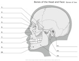 Bones_of_Head_and_Face Bones_of_Jaw