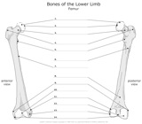 Bones_of_the_Lower_Limb Femur